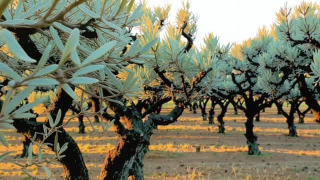 Ancient olive trees in a row crop orchard landscape AI video preview