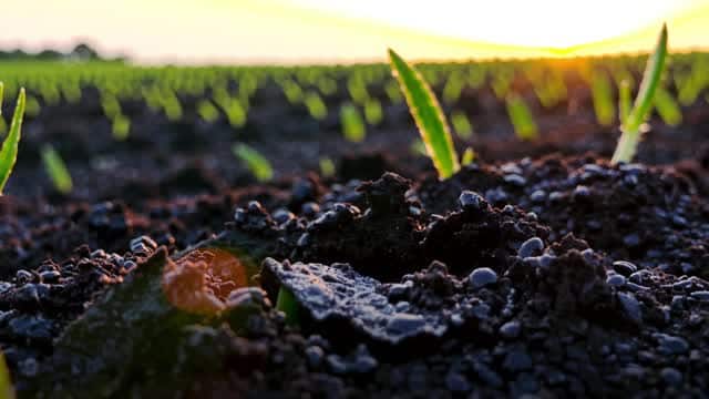 Seedlings emerging from fertile soil at sunrise AI video preview