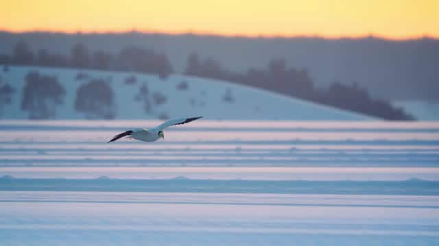 日の出または夕暮れの静かな水面を飛ぶ海鳥 AI video preview
