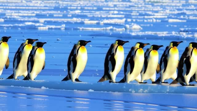 Colony of penguins marching across frozen icy landscape AI video preview
