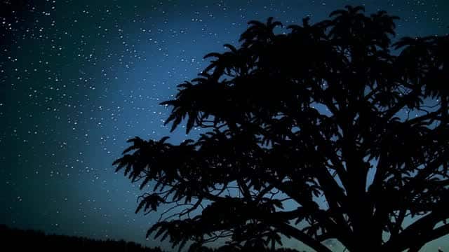 Starry night sky with silhouetted tropical foliage AI video preview