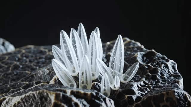 Translucent crystal formations on dark geological surface AI video preview