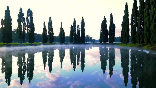 Cypress trees reflection on misty calm waters landscape AI video preview