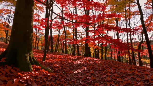 Red autumn foliage forest sunlight walk AI video preview