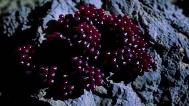 Clusters of deep red berries growing on textured gray rock AI video preview