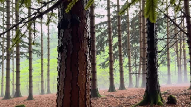 Mysterious misty forest through tall pine trees AI video preview