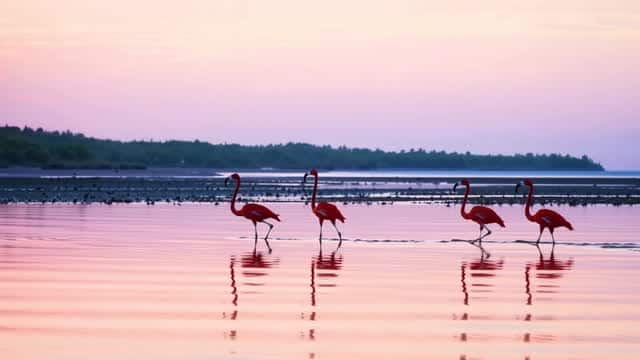Flamingos wading through calm reflective pink water at sunset AI video preview