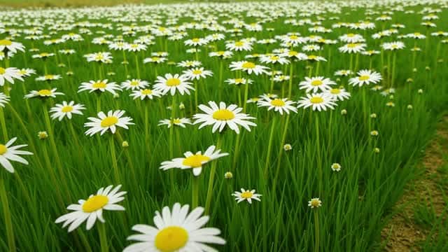 Field of white daisies blooming in a lush green meadow AI video preview