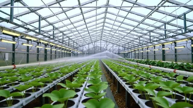 Indoor greenhouse plant nursery growing young seedlings AI video preview