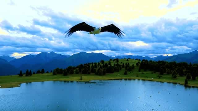 Egret flying over a scenic mountain lake landscape AI video preview