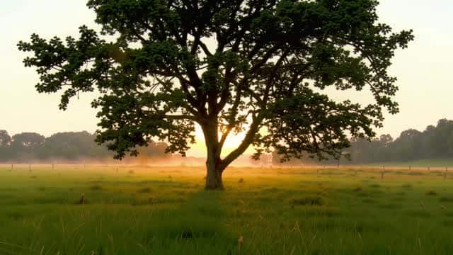 Sunrise behind a large tree in foggy green field AI video preview