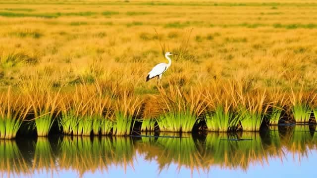 White egret standing in golden marsh reeds by still water AI video preview