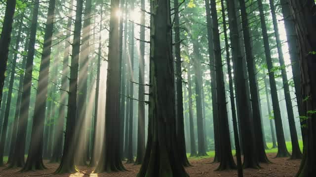 Sunlight beams through dense tall forest trees AI video preview