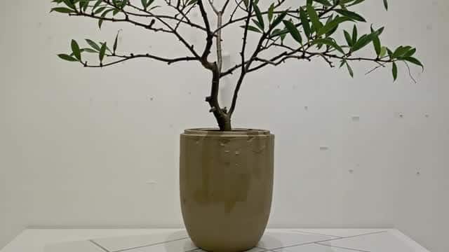 陶器鉢の緑の葉を使ったミニマルな室内植物インテリア AI video preview