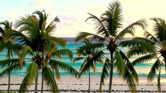 Tropical beach landscape with swaying palms at sunset AI video preview