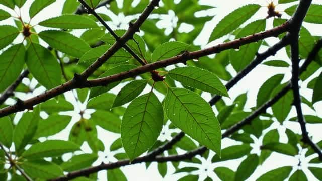 Close up view of lush green leaves on natural branches AI video preview