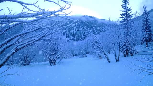 静かな冬の日の雪に覆われた森の風景 AI video preview