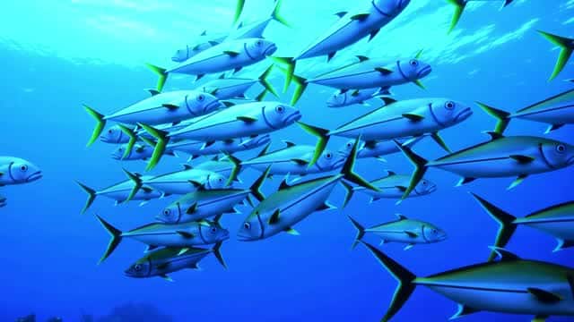 海洋、野生动物、自然AI视频素材 AI video preview