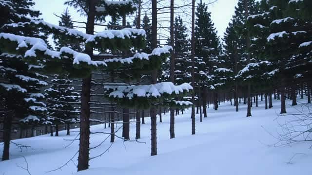 Winter snowy forest landscape of evergreen pine trees AI video preview