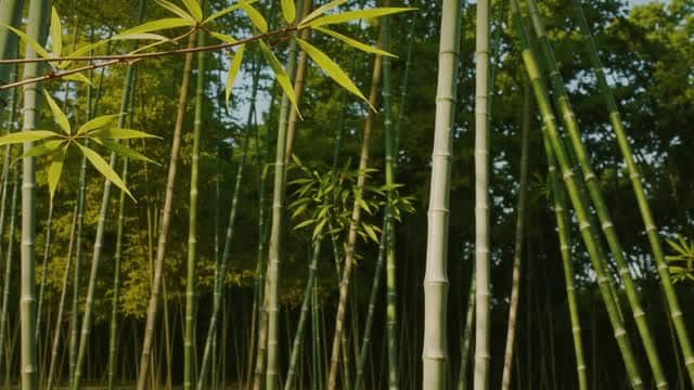 Lush green bamboo forest tropical Asian landscape AI video preview