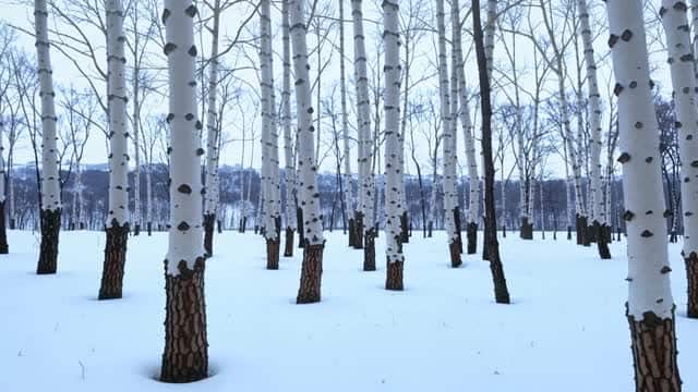 Winter snowy birch trees forest landscape nature scene AI video preview