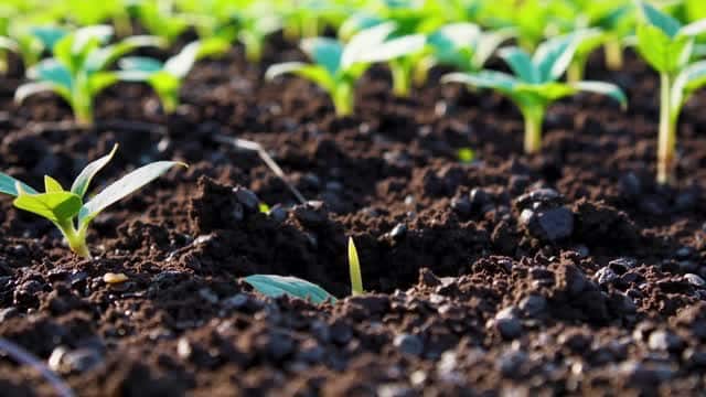 Seedlings growing in fertile dark rich soil AI video preview
