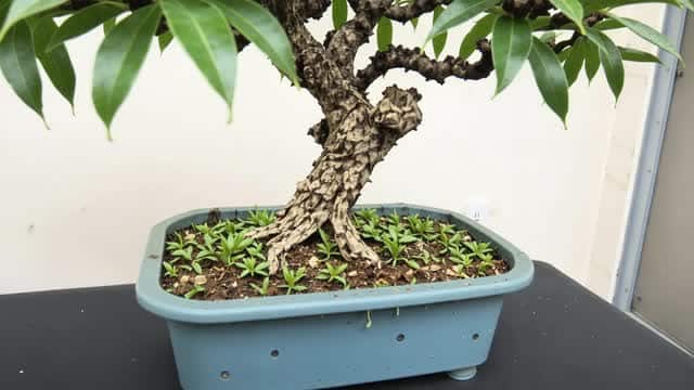 Mature bonsai tree potted with healthy green foliage AI video preview