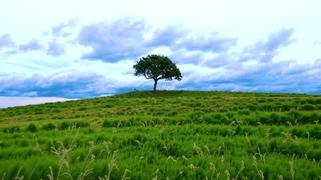 Solitary tree on lush green rolling hills under cloudy sky AI video preview