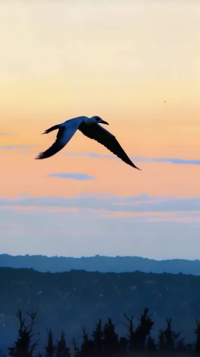 Seagull flying over landscape at sunset vertical video AI video preview