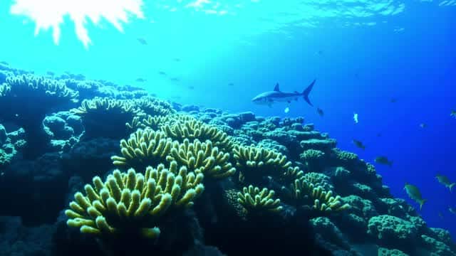 Tropical sharks cruising over vibrant coral reef AI video preview