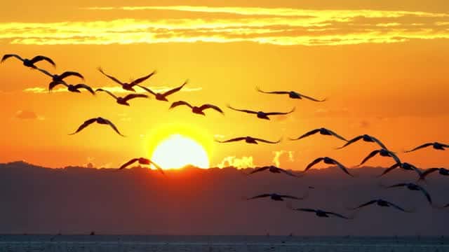 熱帯の海に沈む夕日を背景にシルエットで飛ぶ鳥たち AI video preview